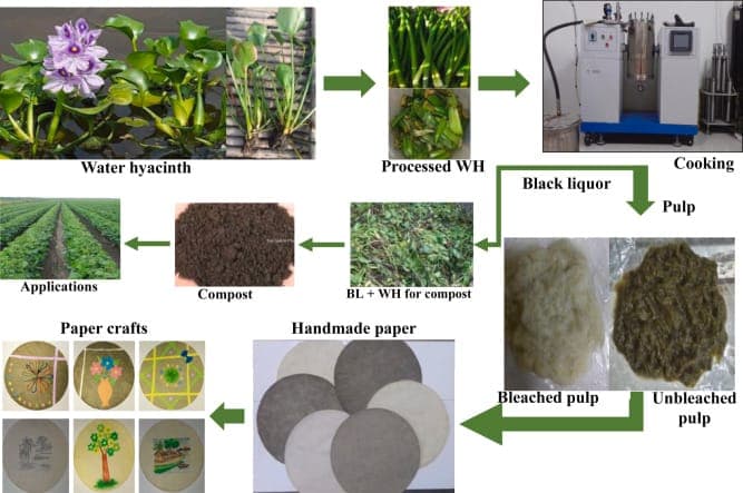 Water Hyacinth Project